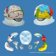 Natural Size Brain Anatomic Model for Medical Teaching 8 Pieces (R050110)